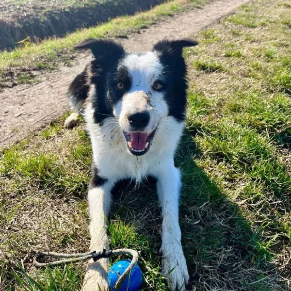YAGO - border collie 4 anni cerca casa - in adozione  | Foto 2