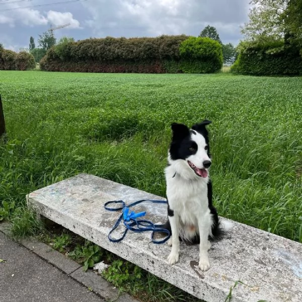 YAGO - border collie 4 anni cerca casa - in adozione  | Foto 1