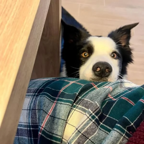 YAGO - border collie 4 anni cerca casa - in adozione  | Foto 0