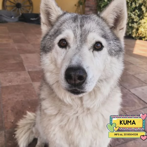 KUMA adozione del cuore - 12 anni cerca casa 