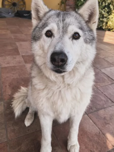 KUMA adozione del cuore - 12 anni cerca casa  | Foto 1
