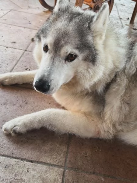 KUMA adozione del cuore - 12 anni cerca casa  | Foto 0