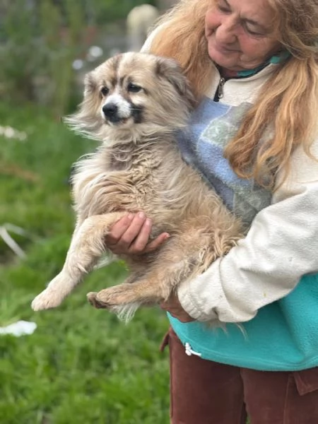 BUCK simil volpino pomerania cerca casa - in adozione  | Foto 4