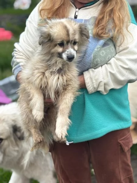 BUCK simil volpino pomerania cerca casa - in adozione  | Foto 3