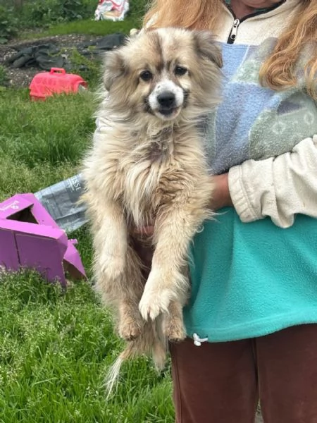 BUCK simil volpino pomerania cerca casa - in adozione  | Foto 2
