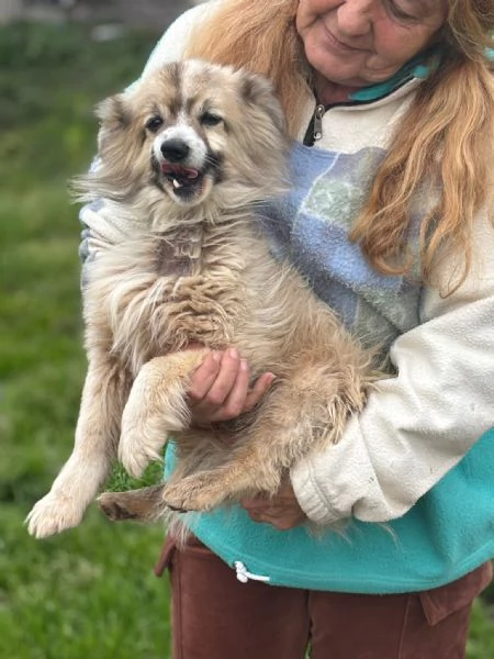 BUCK simil volpino pomerania cerca casa - in adozione  | Foto 1