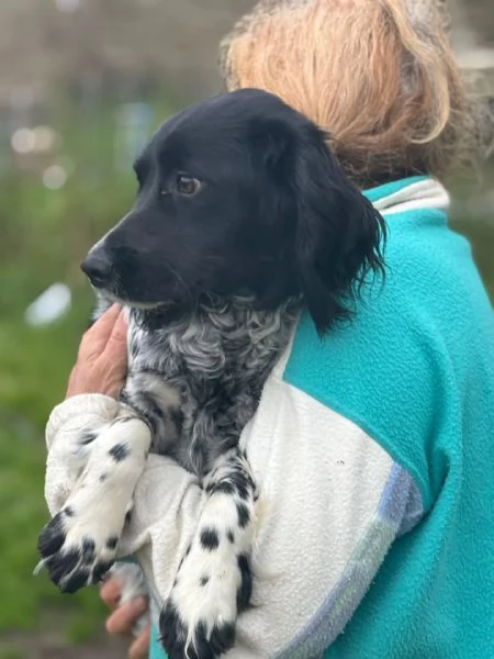 ALEX 9 mesi - cucciolone epagneul breton cerca casa - in adozione 