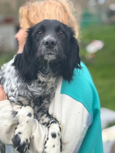 ALEX 9 mesi - cucciolone epagneul breton cerca casa - in adozione  | Foto 3