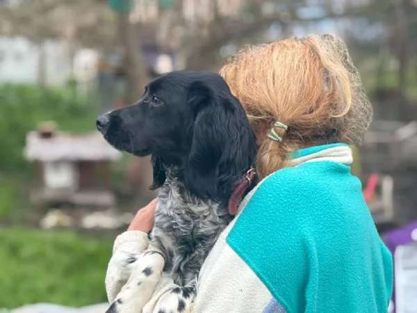 ALEX 9 mesi - cucciolone epagneul breton cerca casa - in adozione  | Foto 2