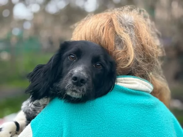 ALEX 9 mesi - cucciolone epagneul breton cerca casa - in adozione  | Foto 1