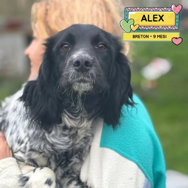 ALEX 9 mesi - cucciolone epagneul breton cerca casa - in adozione  | Foto 0