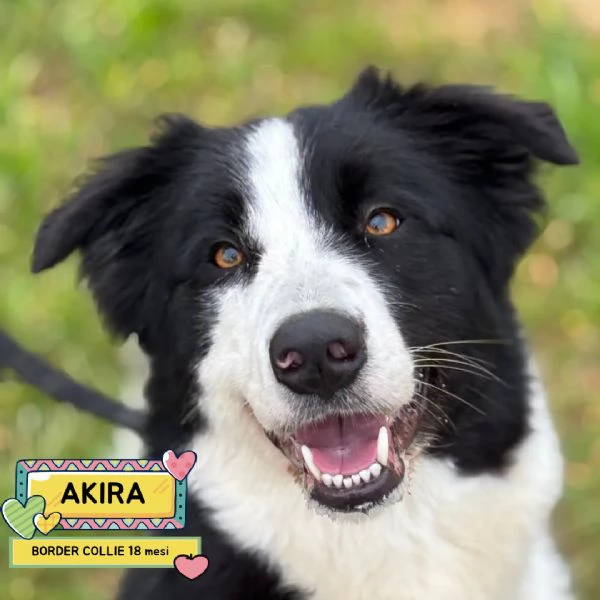 AKIRA border collie cerca casa - in adozione
