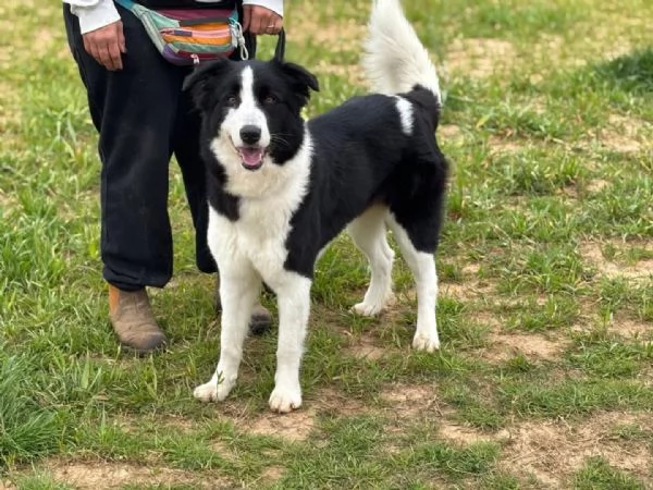 AKIRA border collie cerca casa - in adozione | Foto 2