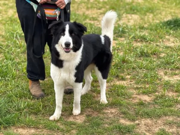 AKIRA border collie cerca casa - in adozione | Foto 0