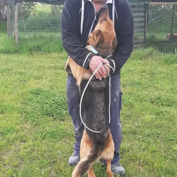 LUNA pastore tedesco cerca casa - in adozione a Latina | Foto 1