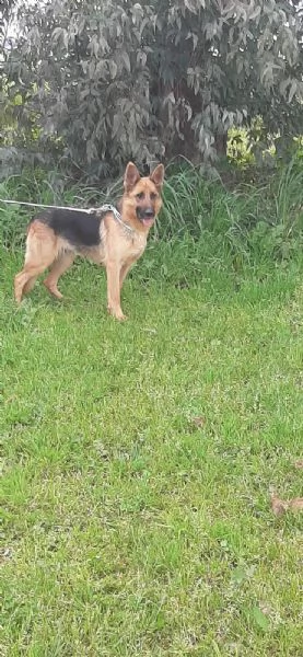 LUNA pastore tedesco cerca casa - in adozione a Latina | Foto 0