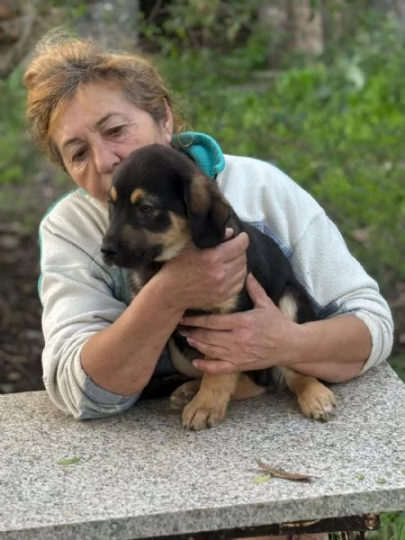 CARLO dolce cucciolo 3 mesi futura taglia media cerca casa - in adozione  | Foto 4