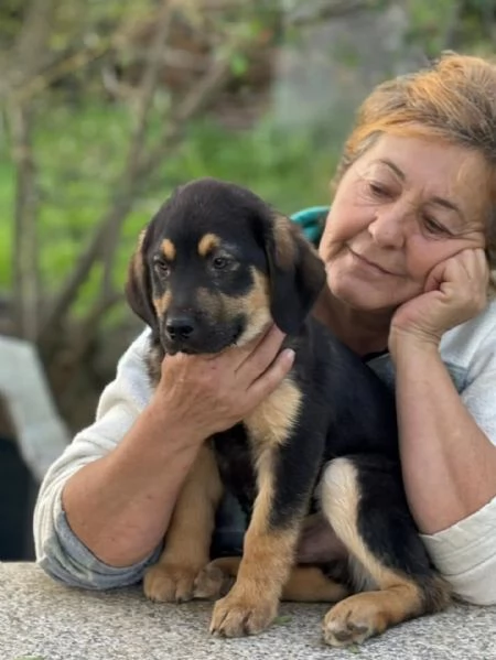 CARLO dolce cucciolo 3 mesi futura taglia media cerca casa - in adozione  | Foto 2