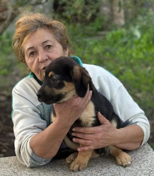 CARLO dolce cucciolo 3 mesi futura taglia media cerca casa - in adozione  | Foto 1