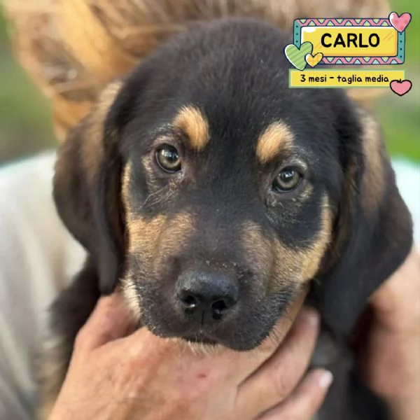 CARLO dolce cucciolo 3 mesi futura taglia media cerca casa - in adozione 