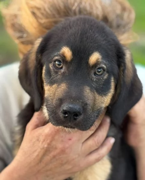 CARLO dolce cucciolo 3 mesi futura taglia media cerca casa - in adozione  | Foto 0