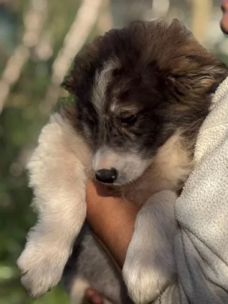 CESARE dolce cucciolo 2 mesi e mezzo cerca casa - in adozione  | Foto 3