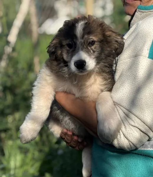 CESARE dolce cucciolo 2 mesi e mezzo cerca casa - in adozione  | Foto 2