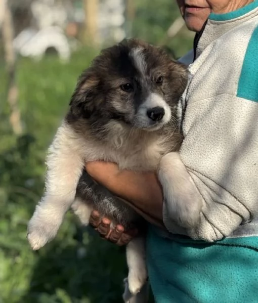 CESARE dolce cucciolo 2 mesi e mezzo cerca casa - in adozione  | Foto 1