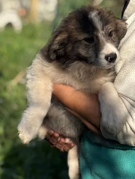 CESARE dolce cucciolo 2 mesi e mezzo cerca casa - in adozione  | Foto 0