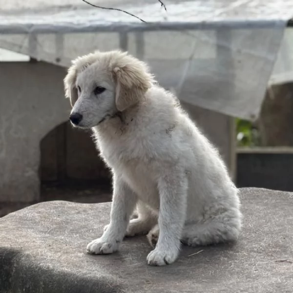 MIRTA cucciola 4 mesi futura taglia media cerca casa - in adozione | Foto 0