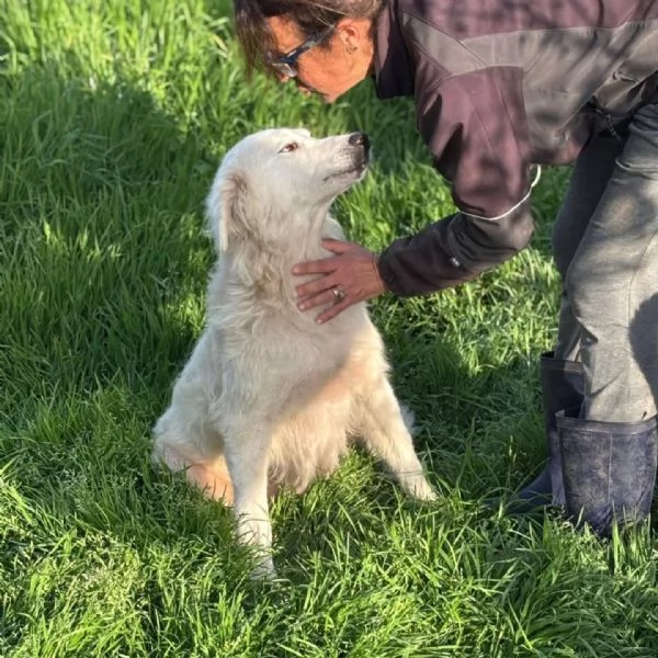 DUCHESSA dolce simil maremmano 2 anni cerca casa - in adozione | Foto 3