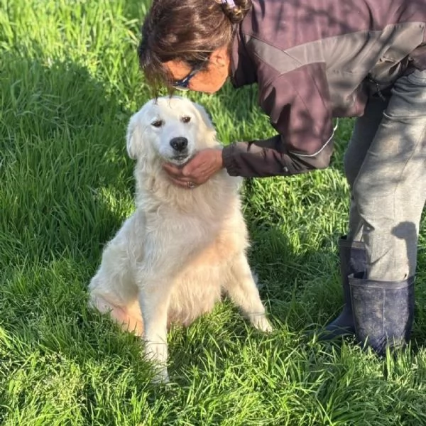 DUCHESSA dolce simil maremmano 2 anni cerca casa - in adozione | Foto 2