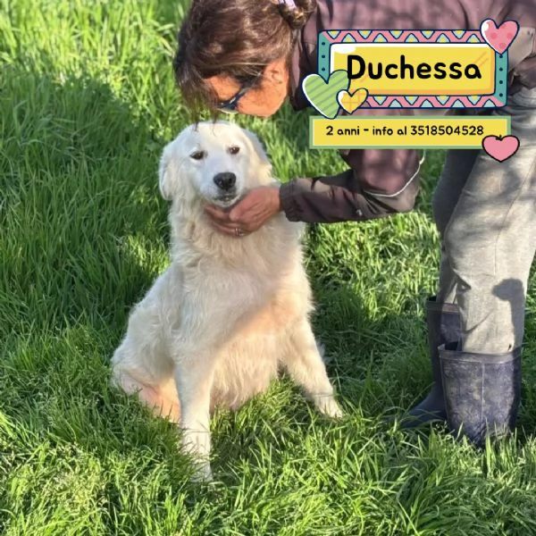 DUCHESSA dolce simil maremmano 2 anni cerca casa - in adozione