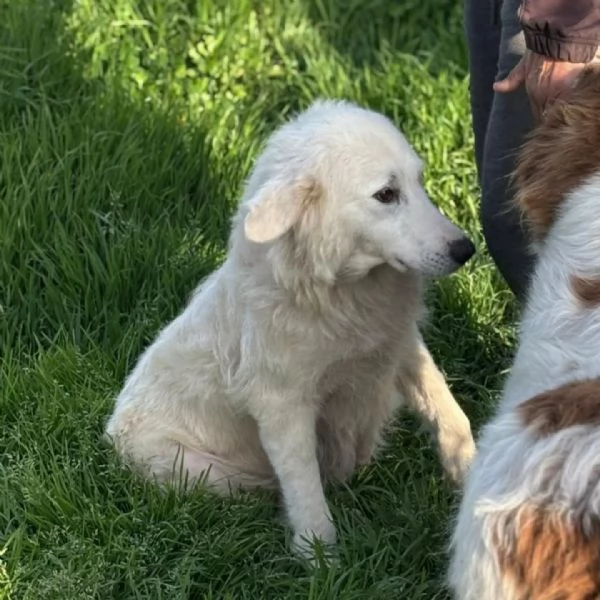DUCHESSA dolce simil maremmano 2 anni cerca casa - in adozione | Foto 1