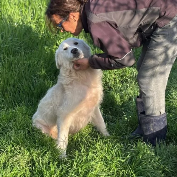 DUCHESSA dolce simil maremmano 2 anni cerca casa - in adozione | Foto 0