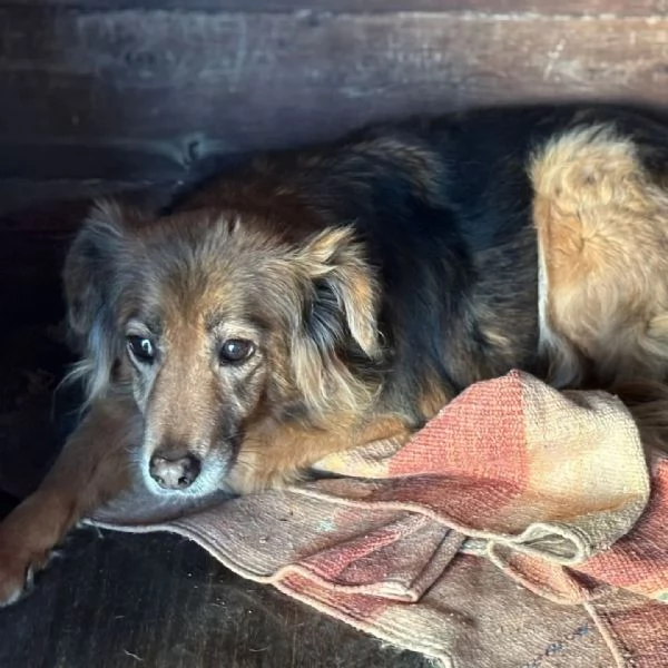 HOPE 8 anni cerca casa - adozione del cuore cagnolina taglia piccola | Foto 1