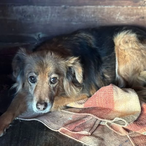 HOPE 8 anni cerca casa - adozione del cuore cagnolina taglia piccola | Foto 0
