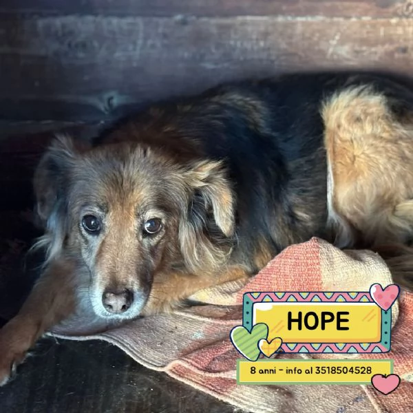 HOPE 8 anni cerca casa - adozione del cuore cagnolina taglia piccola