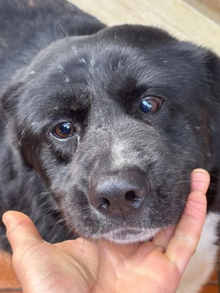 OCCHI BELLI 4 anni cerca cacsa - in adozione  | Foto 2