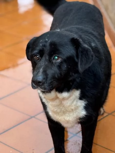 OCCHI BELLI 4 anni cerca cacsa - in adozione  | Foto 1