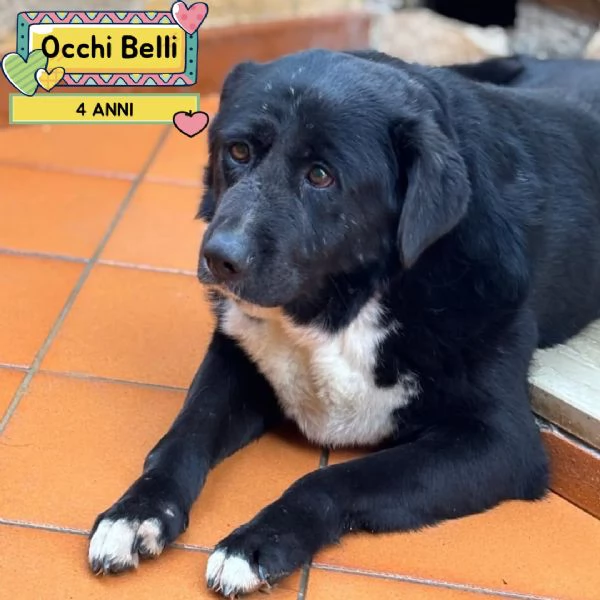 OCCHI BELLI 4 anni cerca cacsa - in adozione 