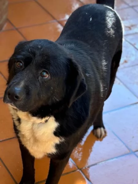 OCCHI BELLI 4 anni cerca cacsa - in adozione  | Foto 0