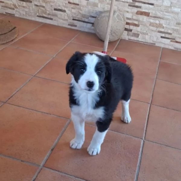 WILLY e WENDY cuccioli mix border collie 2 mesi cercano casa - adozione | Foto 1