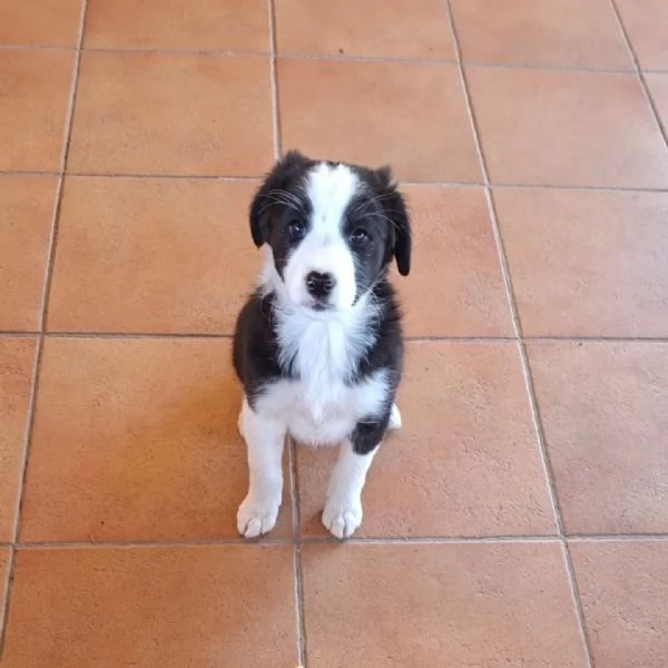 WILLY e WENDY cuccioli mix border collie 2 mesi cercano casa - adozione | Foto 0