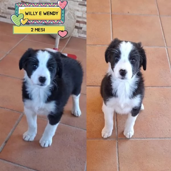 WILLY e WENDY cuccioli mix border collie 2 mesi cercano casa - adozione
