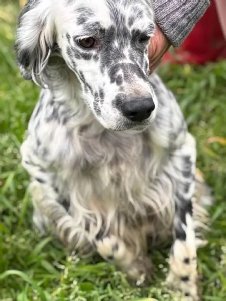 STELLA - setter inglese 2 anni cerca casa - in adozione | Foto 3
