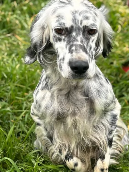 STELLA - setter inglese 2 anni cerca casa - in adozione | Foto 2