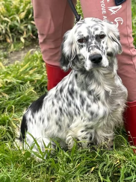 STELLA - setter inglese 2 anni cerca casa - in adozione | Foto 1