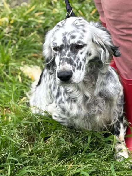 STELLA - setter inglese 2 anni cerca casa - in adozione | Foto 0