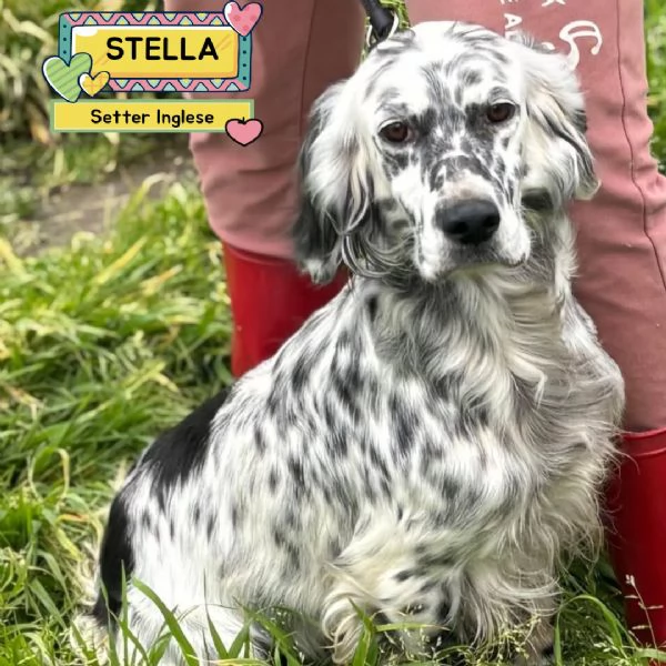 STELLA - setter inglese 2 anni cerca casa - in adozione